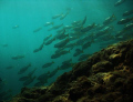   School fish afternoon  